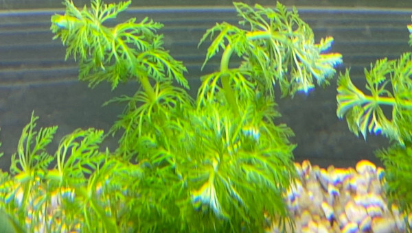 Ajout 1 LIMNOPHILA SESSILIFLORA