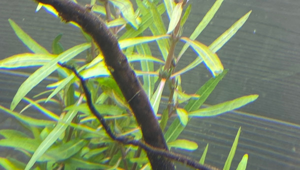 Ajout 1 HYGROPHILA SP LANCEA