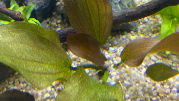 Ajout 1 ECHINODORUS BARTHII