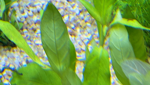 Ajout 1 HYGROPHILA CORYMBOSA SIAMENSIS