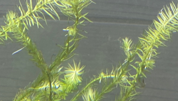 Ajout 1 MAYACA FLUVIATILIS PREMIUM