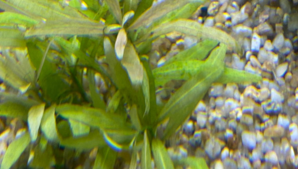 Ajout 1 JUSTICIA GENARUSSA