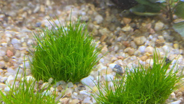 Ajout 1 ELEOCHARIS SP.