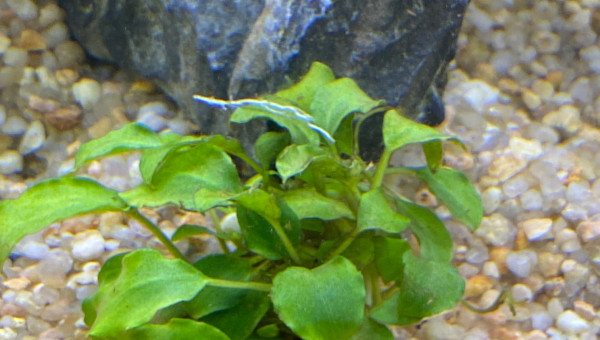 Ajout 1 SCHISMATOGLOTTIS PRIETOI