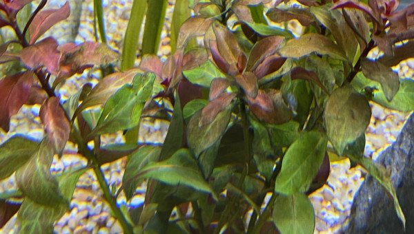 Ajout 1 LUDWIGIA PALUSTRIS RED
