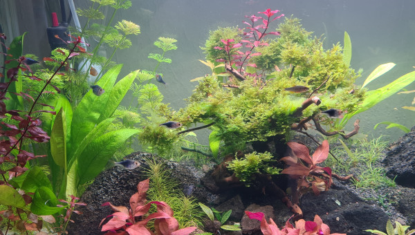 Mon premier aquarium