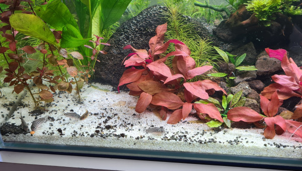 Mon premier aquarium