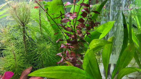 Mon premier aquarium