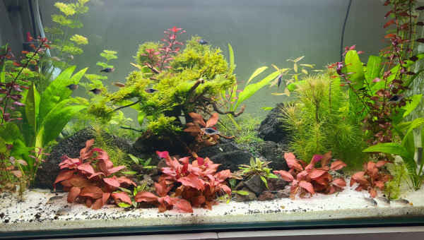 Mon premier aquarium