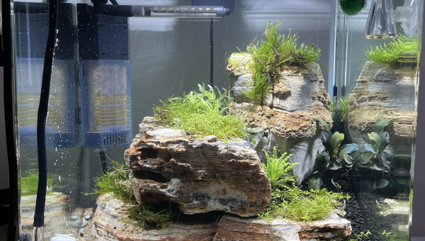 Nano aqua à crevettes