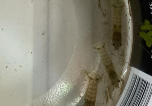 60 L Cambarellus diminutus adaptation