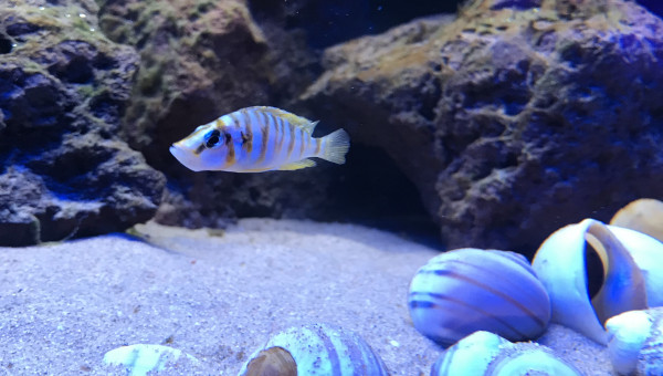 Altolamprologus compressiceps kilima