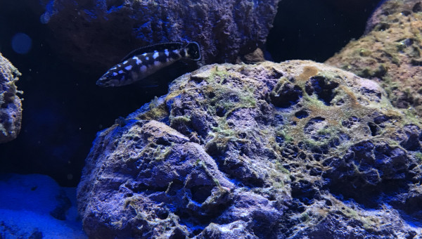 Julidochromis sp kombe