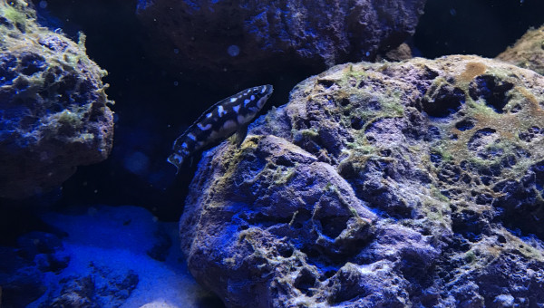 Julidochromis sp kombe