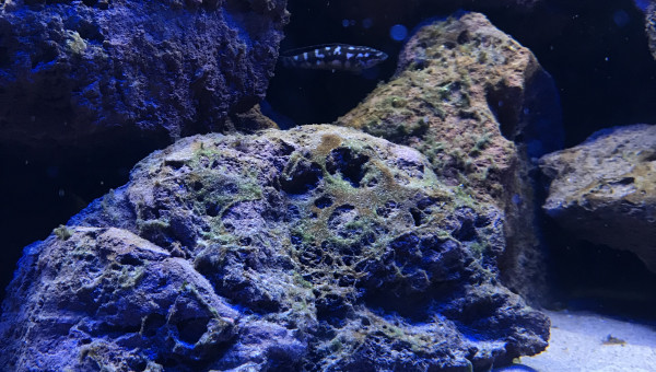 Julidochromis sp kombe