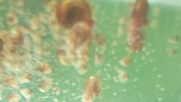 Bébés corydoras et photo de classe