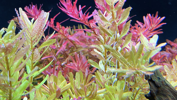 Rotala pink et blood red sg variant