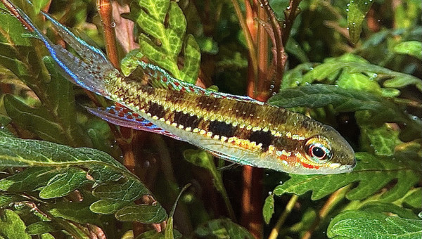 dicrossus filamentosus