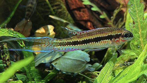 dicrossus filamentosus