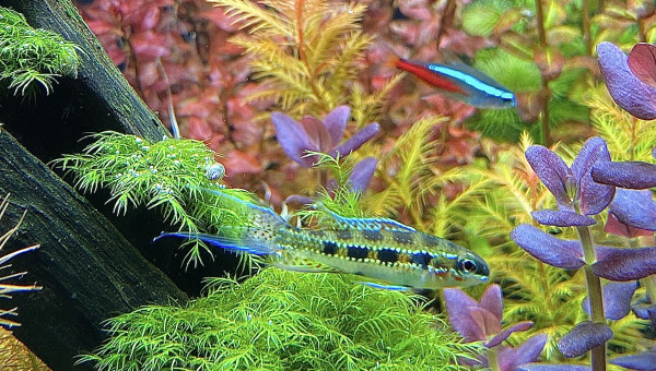 dicrossus filamentosus