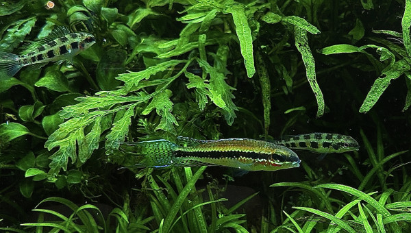 dicrossus filamentosus