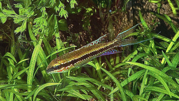 dicrossus filamentosus