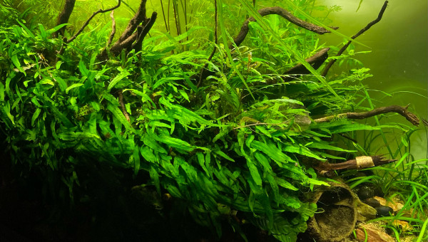 spécifique parosphromenus gunawani