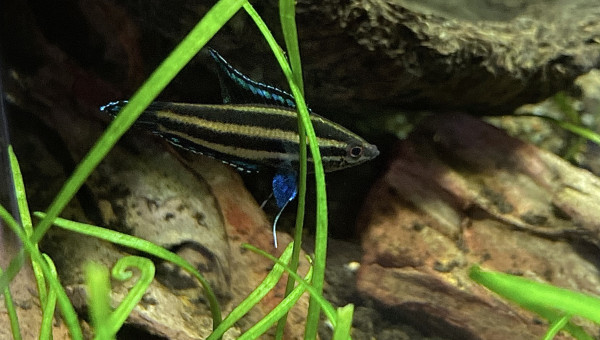 Parosphromenus gunawani