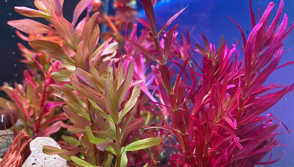 Rotala pink et blood red sg variant