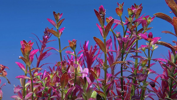 rotala ramosior florida