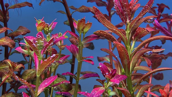 rotala ramosior florida et sunset
