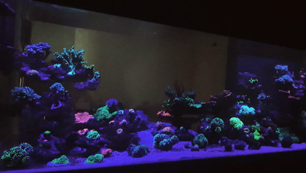 Début de journée sur le récif