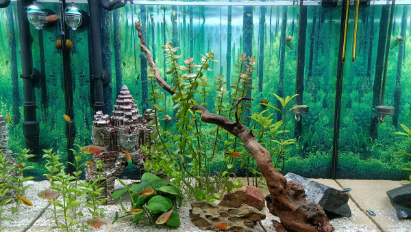 Asiaquarium