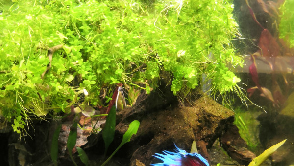 Amis du soir bonsoir !