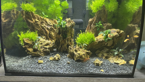 Aquascaping