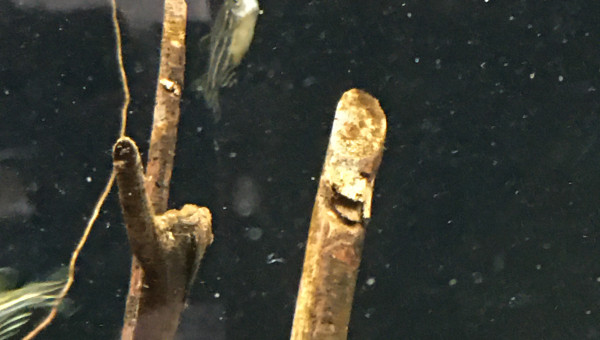 Un Danio est mort…