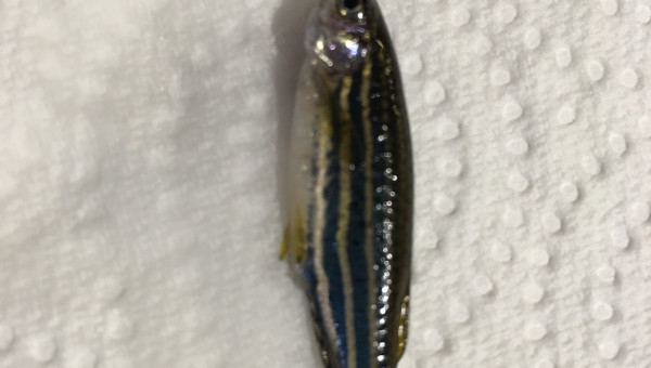 Un Danio est mort…