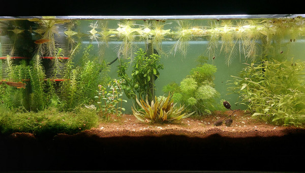 Bac 60L (Fundulopanchax nigerianus)