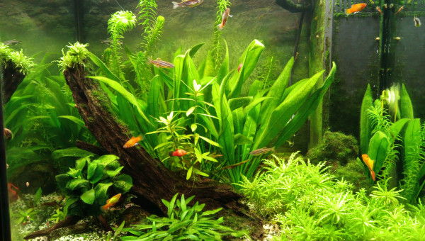 Algues vertes filamenteuses