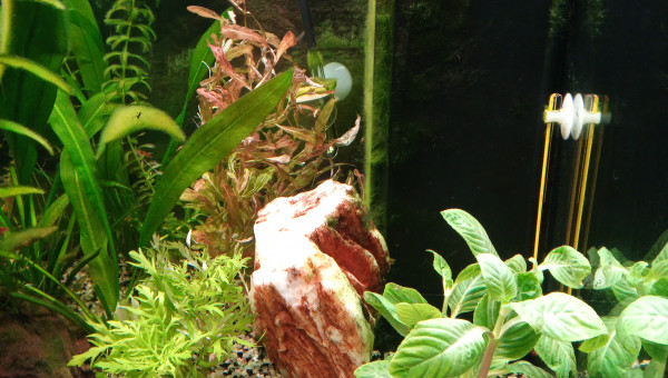 Nouvelles plantes pour concurrencer les algues