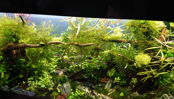 Bornéo 200L communautaire S+5