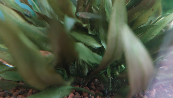 Naissances (Fundulopanchax nigerianus)