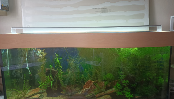 Aquarium Cap Horn 218L