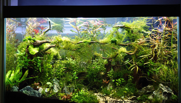 Bornéo 200L communautaire S+6