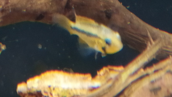 Apistogramma