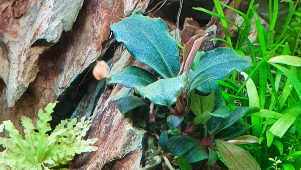Bucephalandra sp red