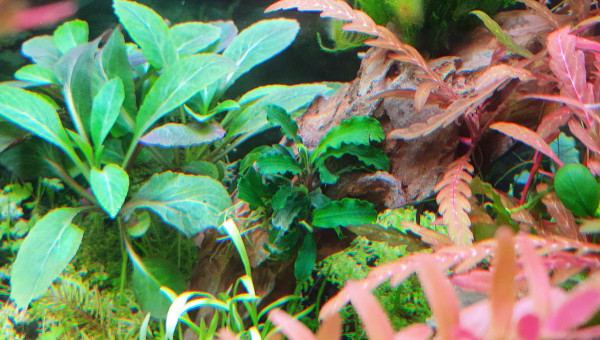 Bucephalandra pygmae "bukit kelam"