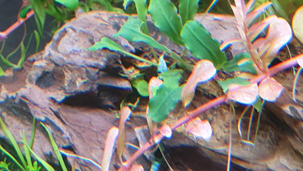 Bucephalandra mini leaf