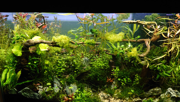 Bornéo 200L communautaire S+7