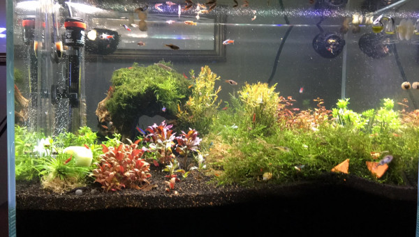 Aquascape en mode Test. Semaine 1
